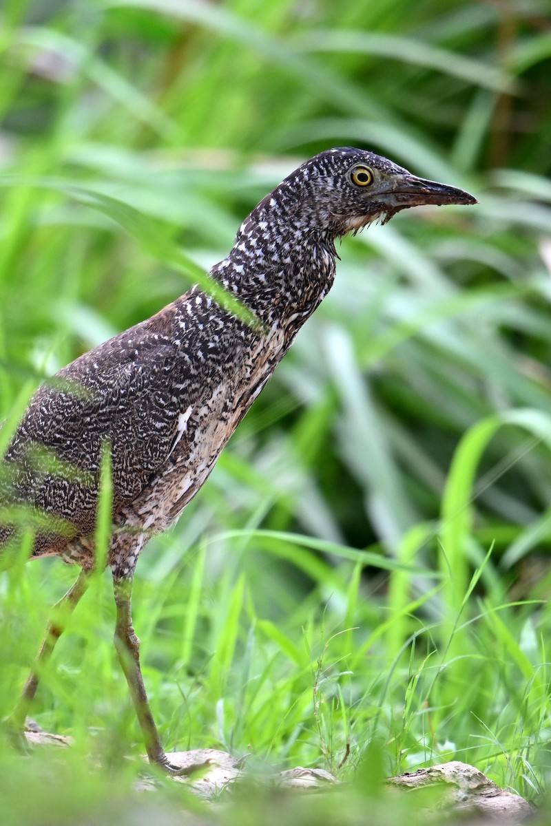 Malayan Night Heron - Qin Huang