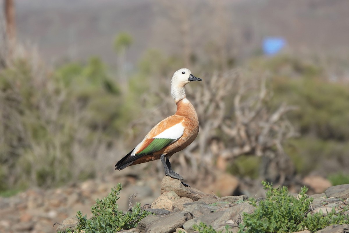 Ruddy Shelduck - ML617657663