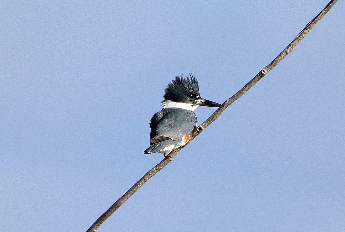 Belted Kingfisher - ML617657678