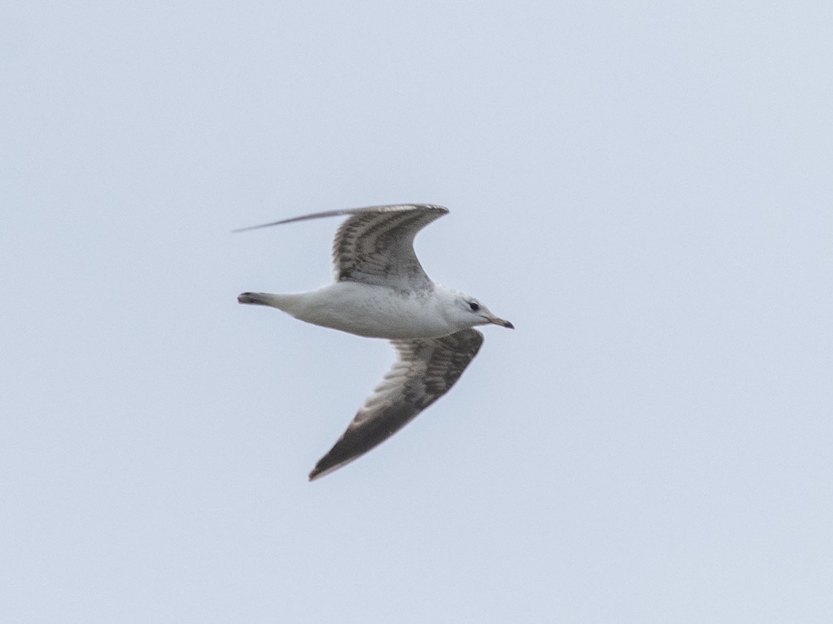 Common Gull (Russian) - ML617657681