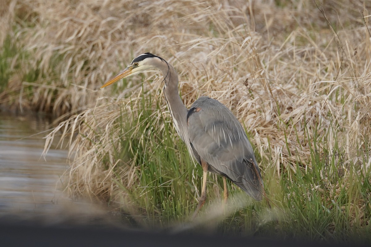 Great Blue Heron - ML617657690