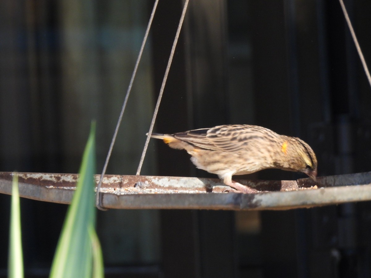 Southern Red Bishop - Timothy Kasper