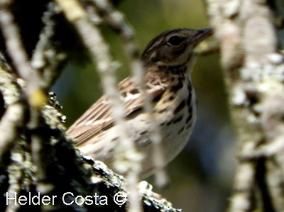 Tree Pipit - ML617657713