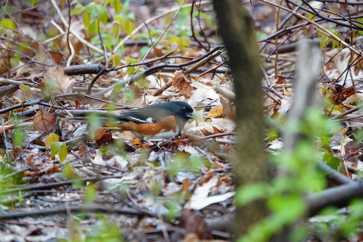 Eastern Towhee (Red-eyed) - ML617657718