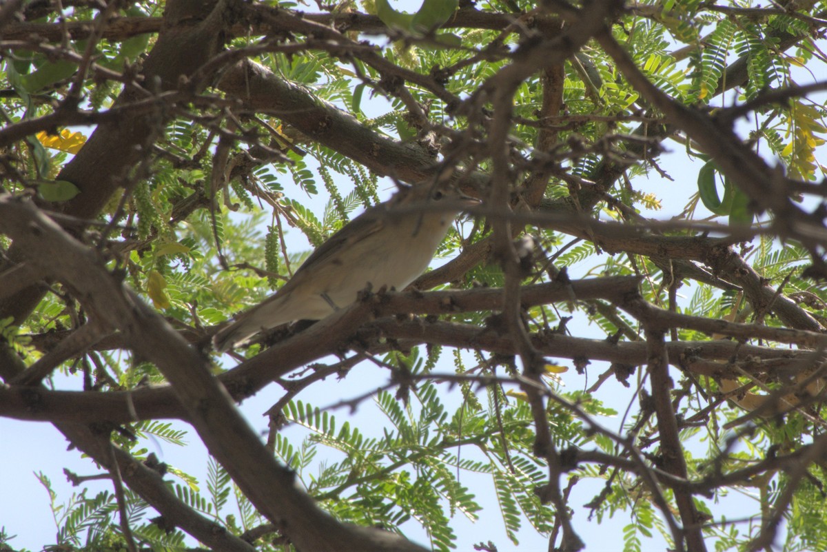 Garden Warbler - ML617657721