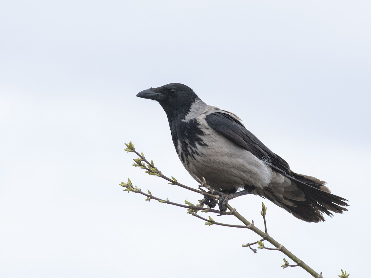 Hooded Crow (Hooded) - ML617657731