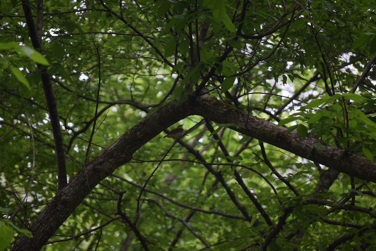 Swainson's Warbler - ML617657737