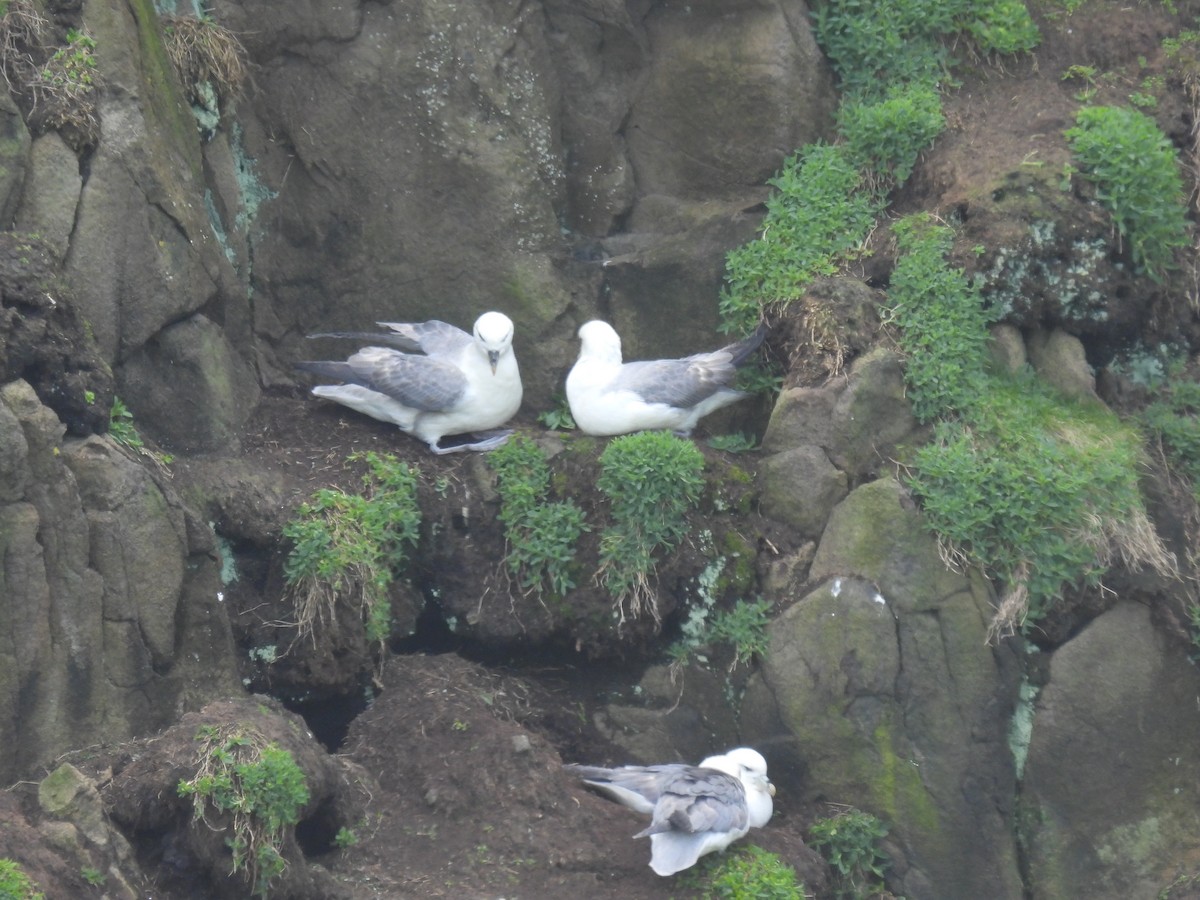 Fulmar boréal - ML617657871