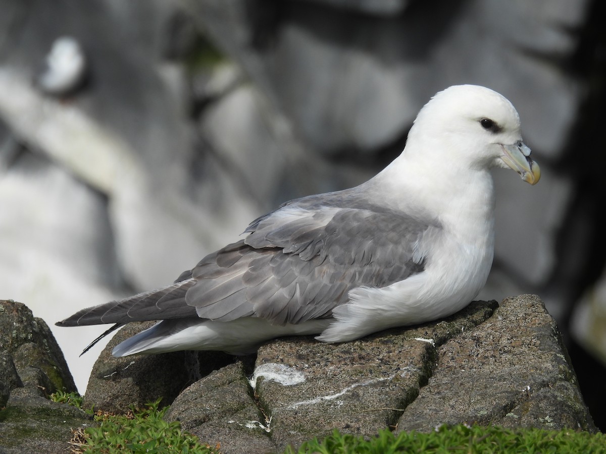 Northern Fulmar - ML617657876