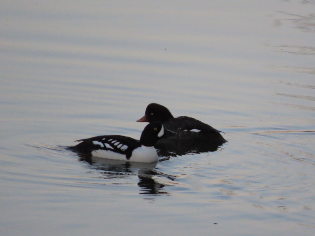 Barrow's Goldeneye - Robert (Bob) Richards