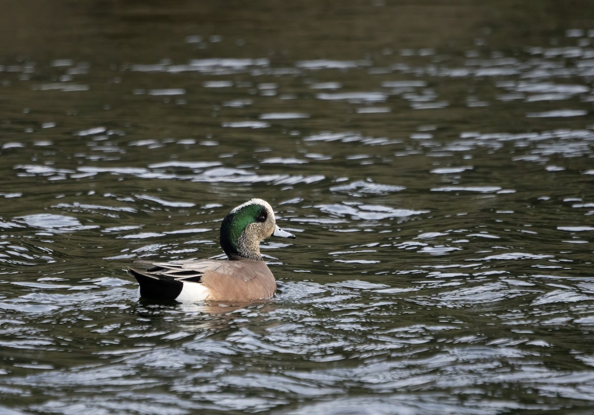 American Wigeon - ML617657906