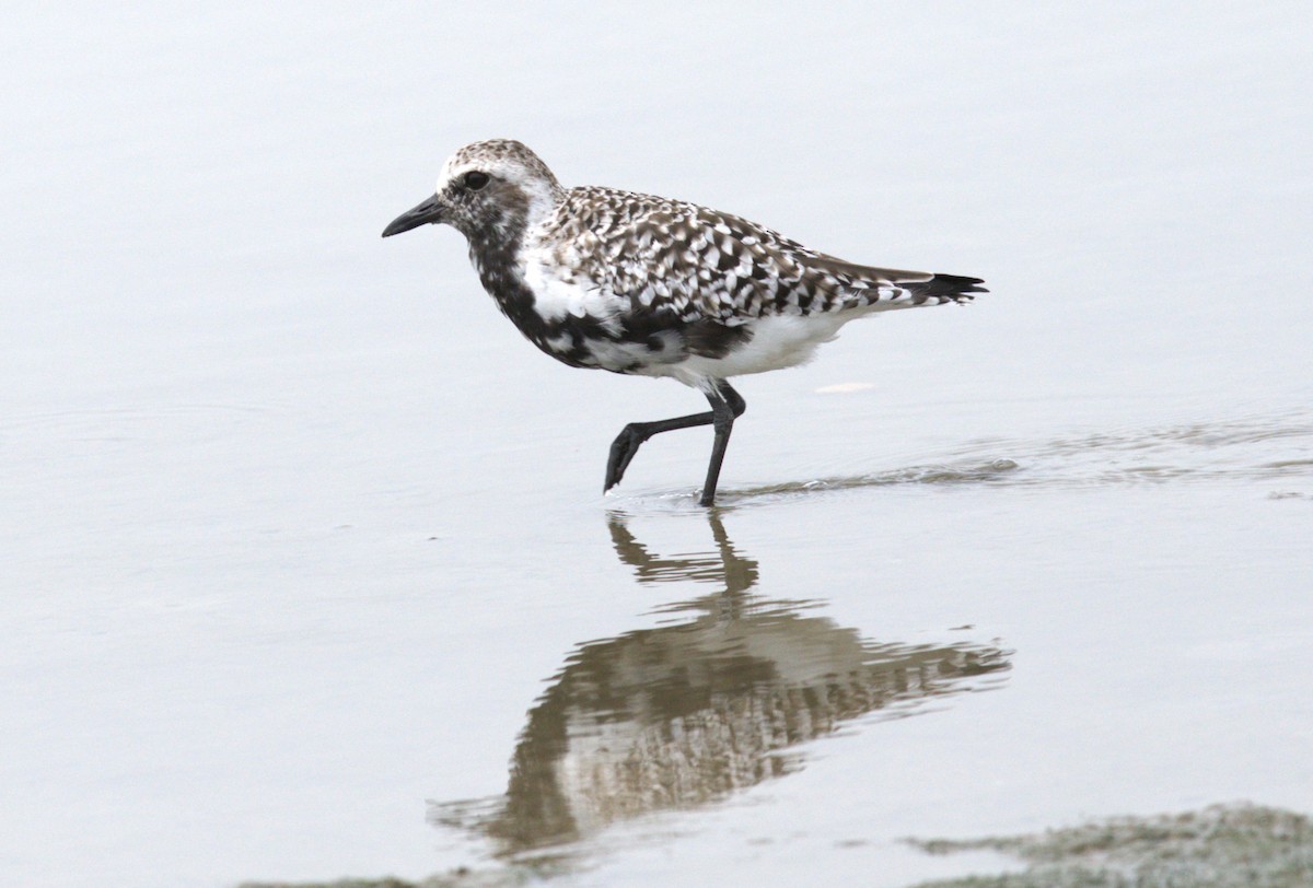 Black-bellied Plover - ML617657911