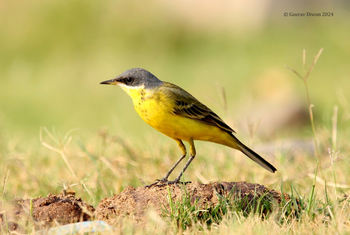 Western Yellow Wagtail (beema) - Gaurav Diwan