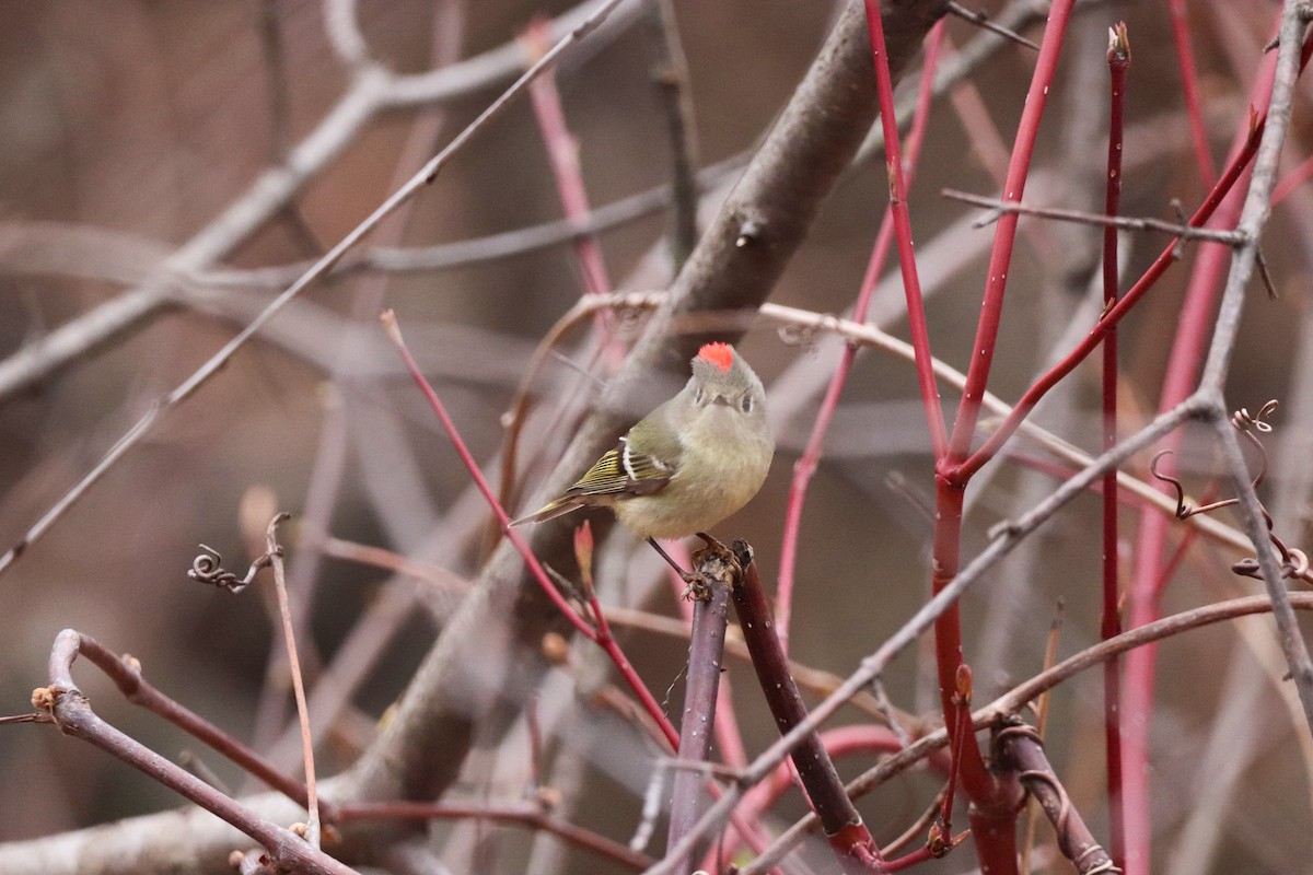 Ruby-crowned Kinglet - ML617657978