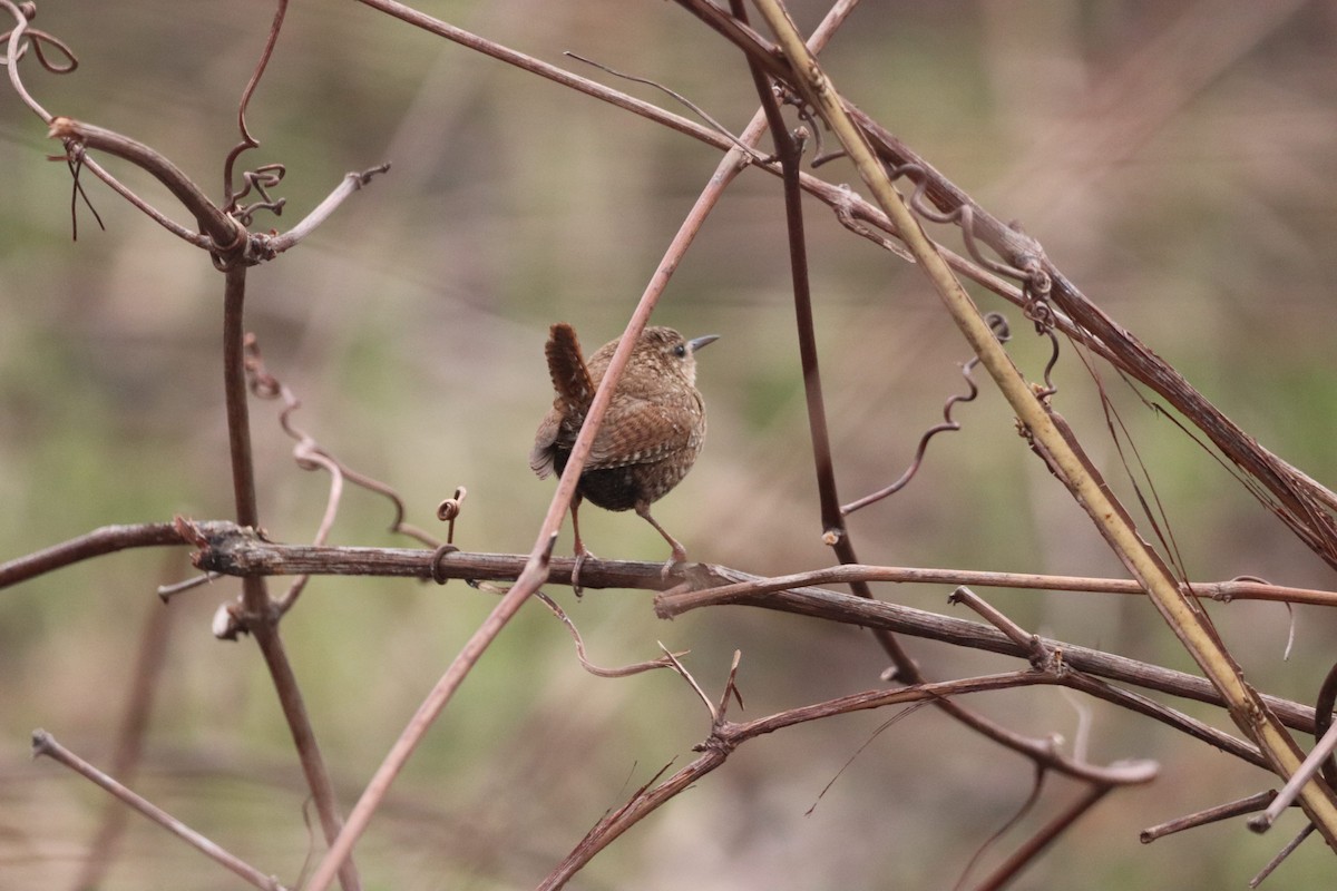 Winter Wren - ML617657993