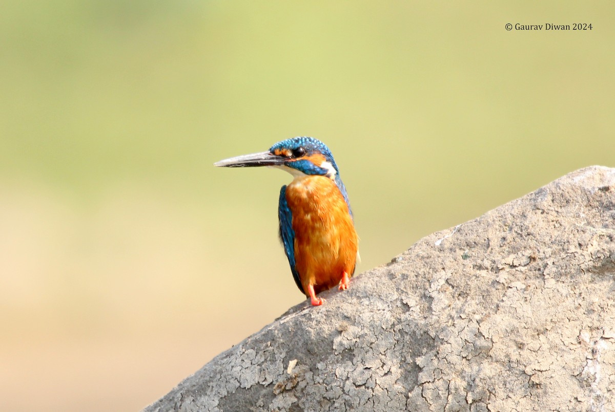 Common Kingfisher - Gaurav Diwan