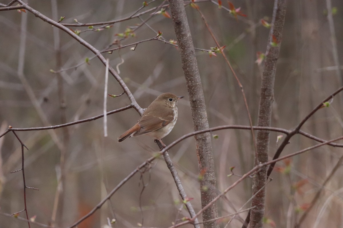 Hermit Thrush - ML617658017