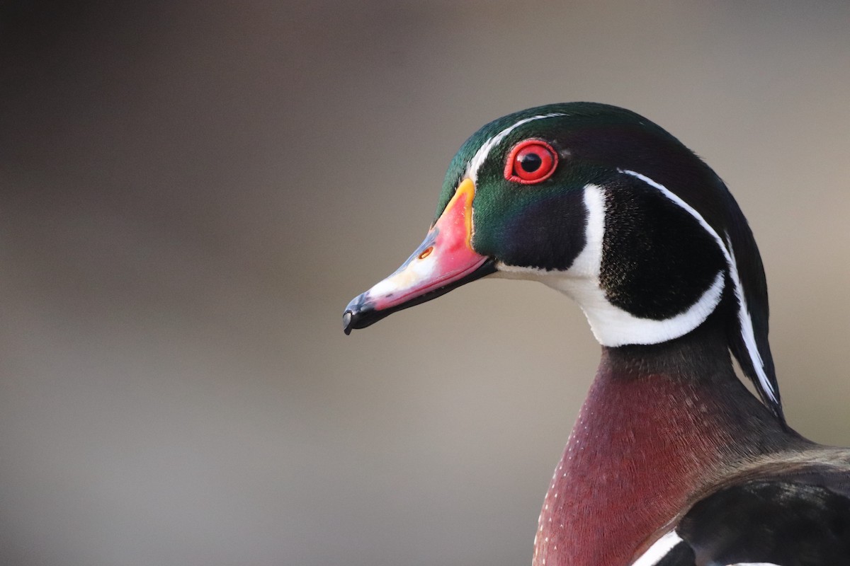 Wood Duck - ML617658036