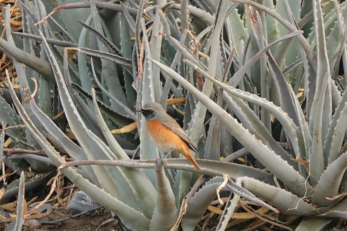 Common Redstart - ML617658038