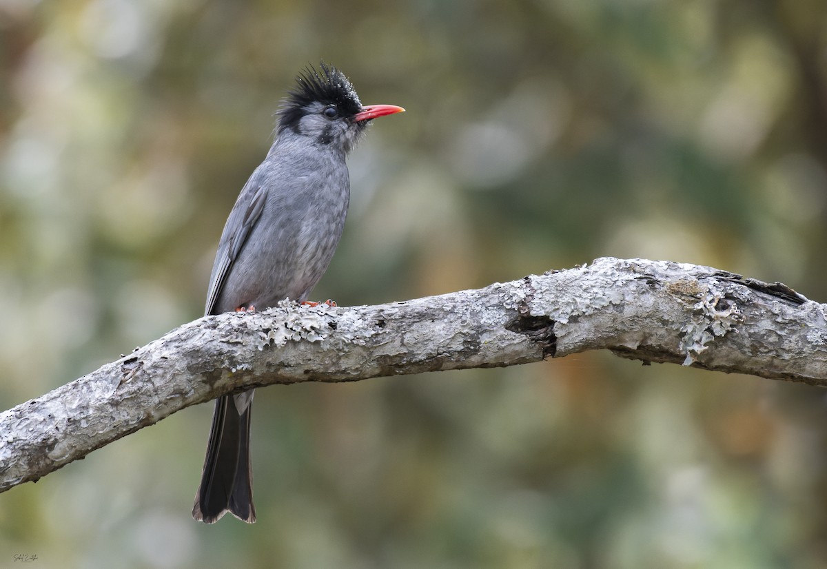 Black Bulbul - Sahil 🐧