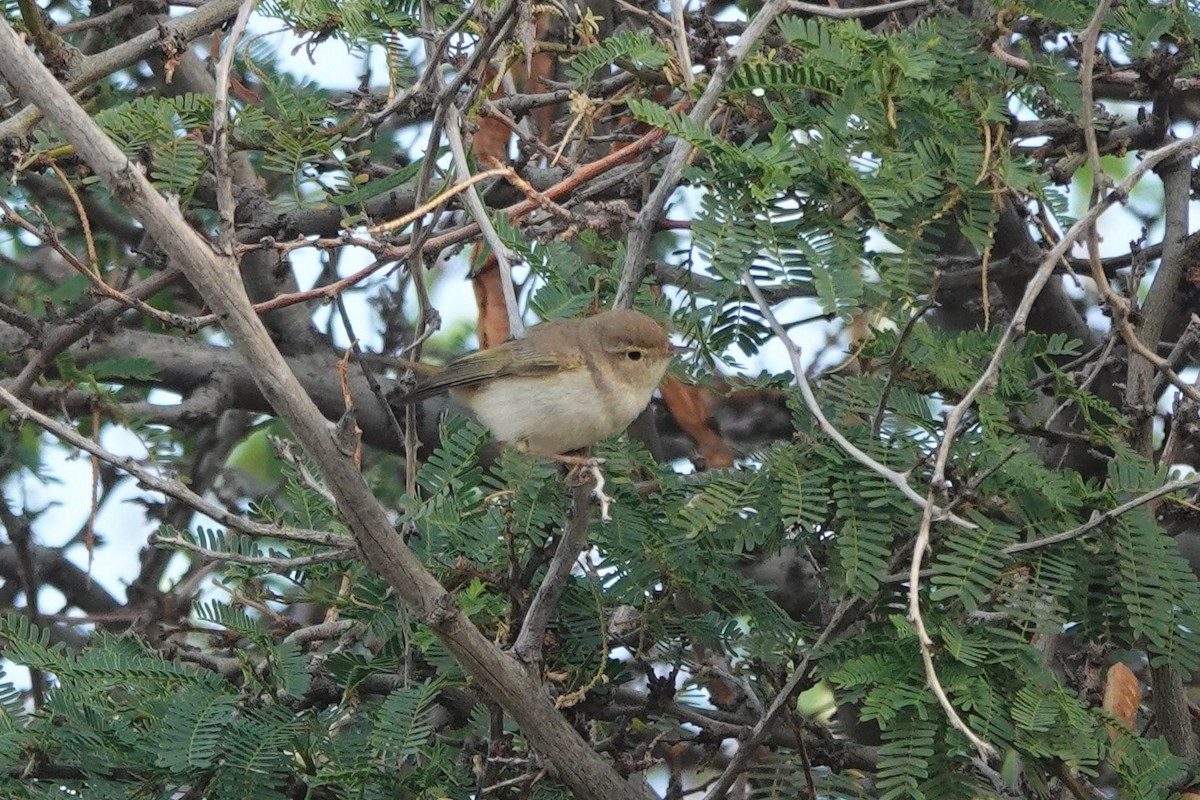 Western Bonelli's Warbler - ML617658057