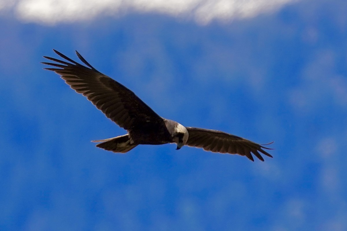 Western Marsh Harrier - ML617658065