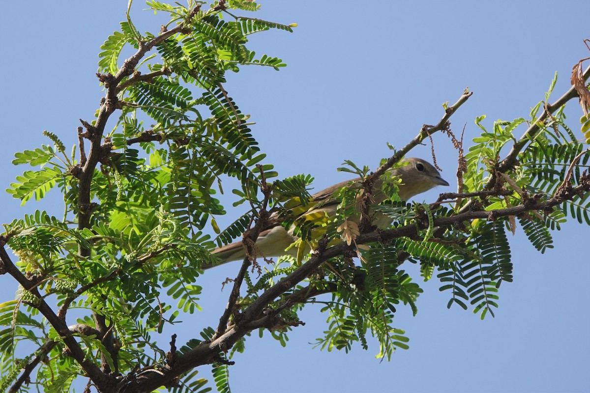 Garden Warbler - ML617658072