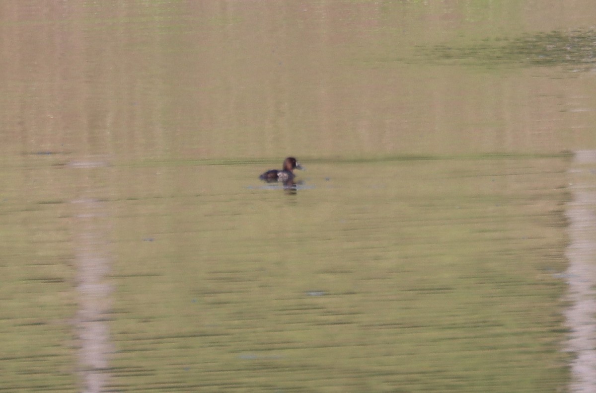 Greater Scaup - ML617658080