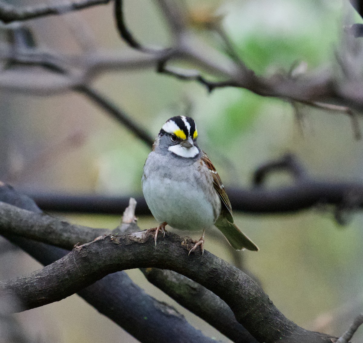 White-throated Sparrow - ML617658085