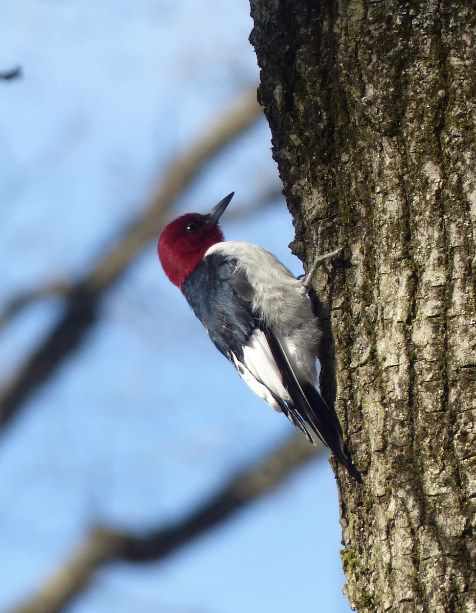 Red-headed Woodpecker - ML617658102