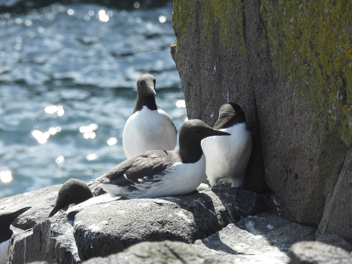 Common Murre - ML617658104