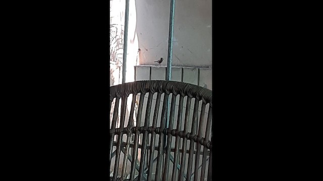 hinduskvett - ML617658108