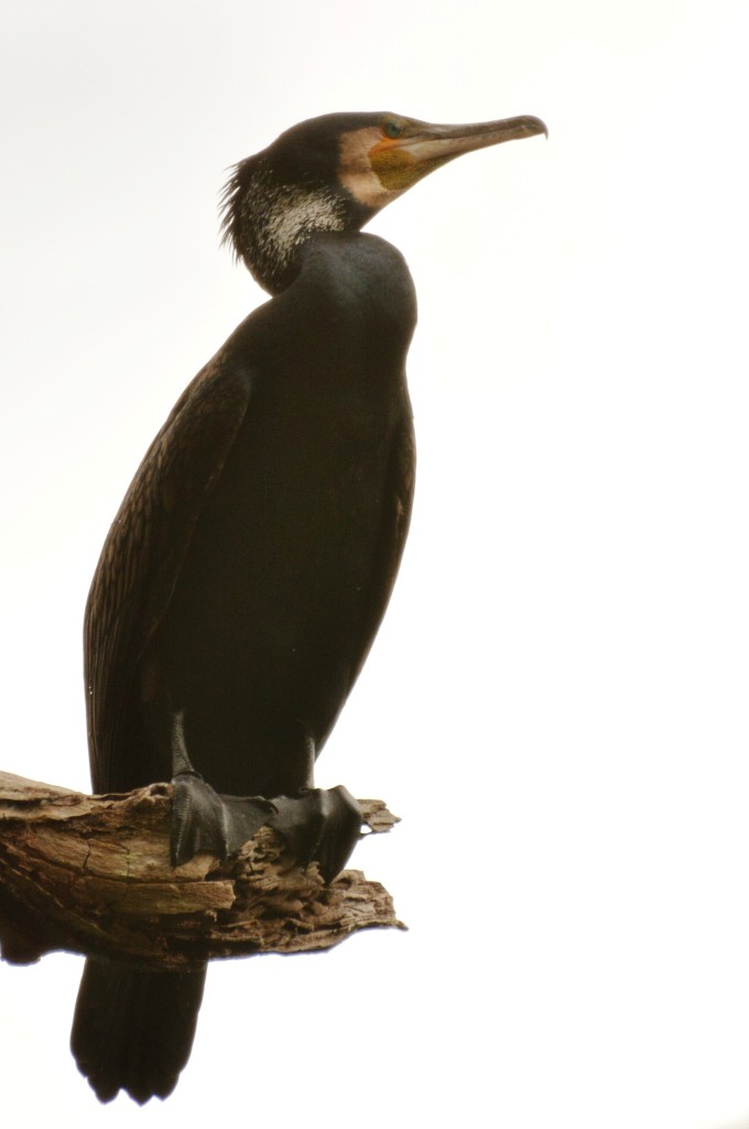 Great Cormorant (Australasian) - Johannes Pfleiderer
