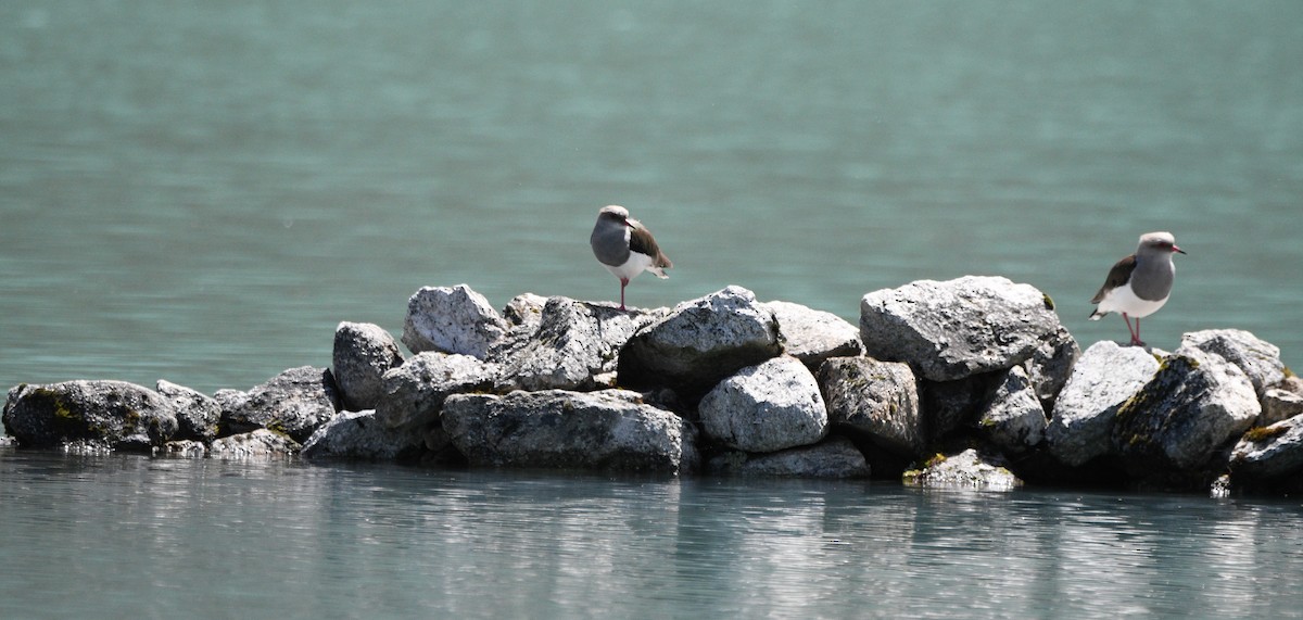 Andean Lapwing - Paul Vandenbussche