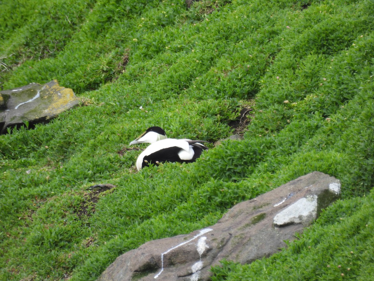 Common Eider - ML617658182