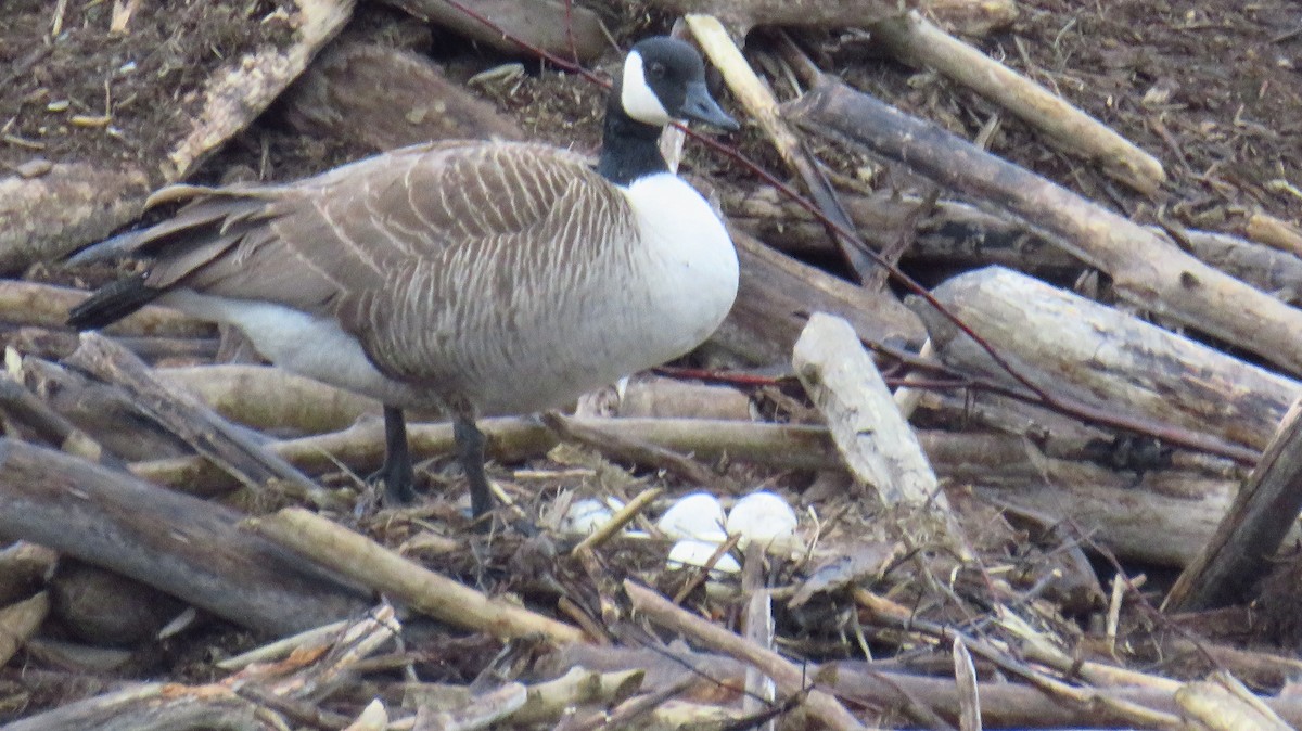 Canada Goose - ML617658196