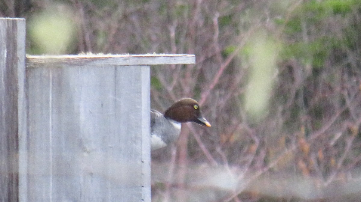 Common Goldeneye - ML617658209