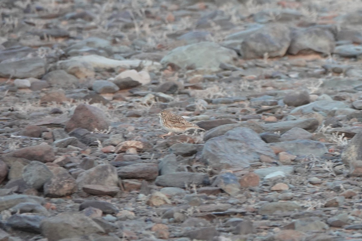 Mediterranean Short-toed Lark - ML617658217