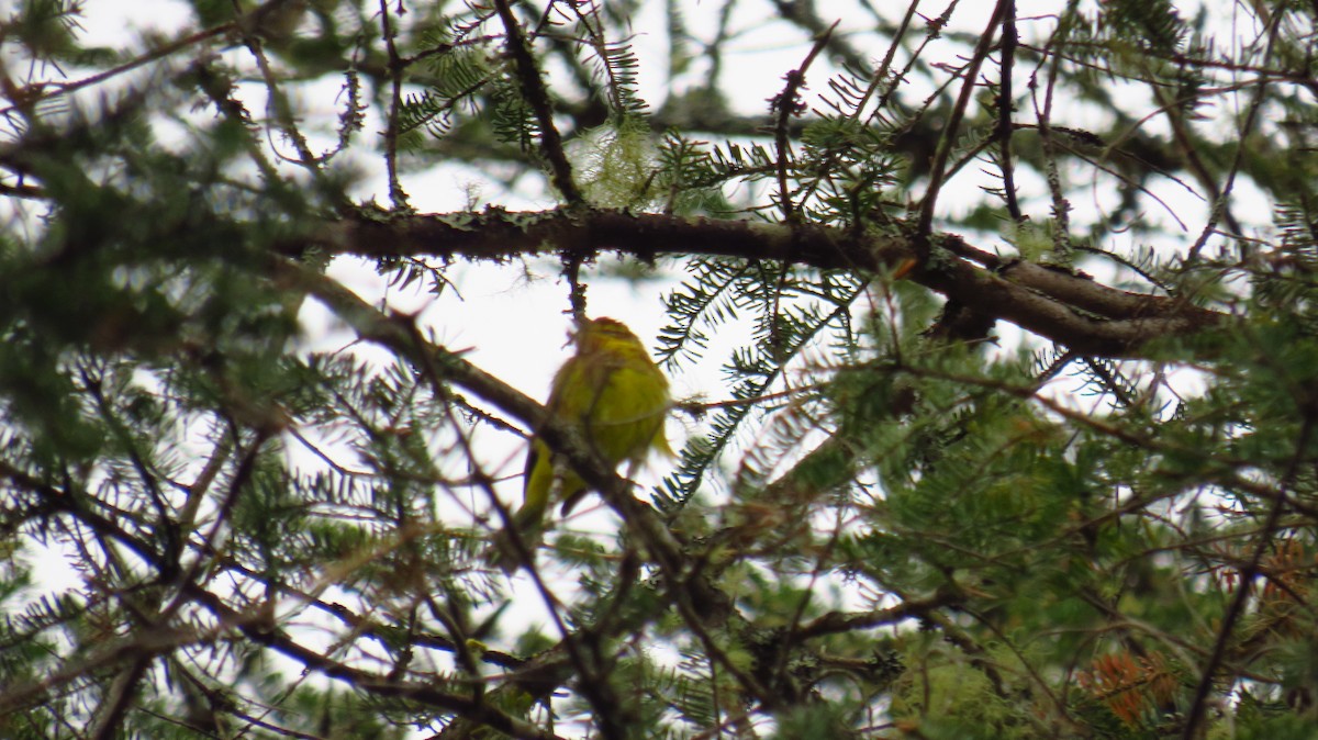 Paruline à couronne rousse - ML617658247