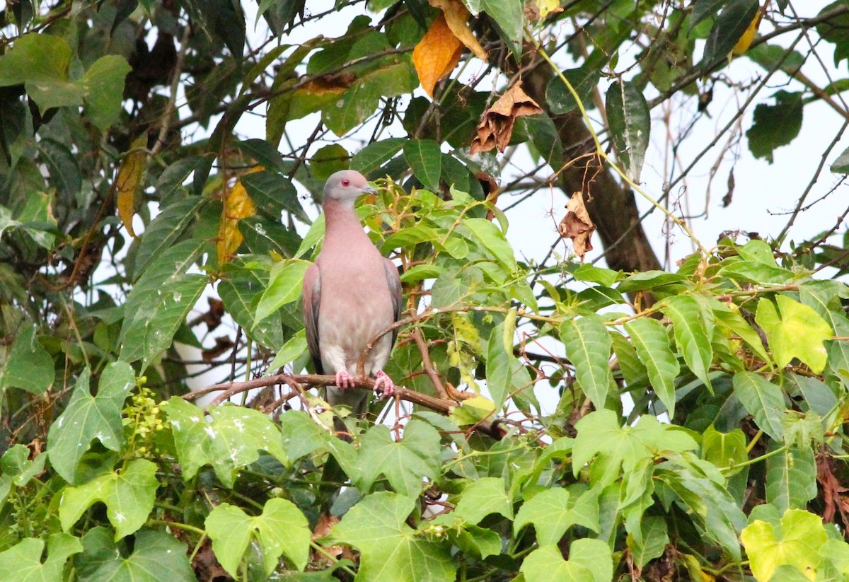 Pale-vented Pigeon - Miska Nyul