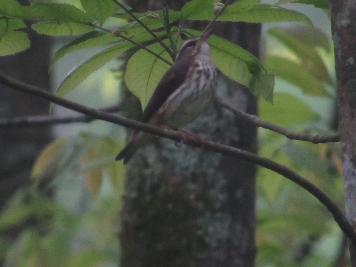 Louisiana Waterthrush - ML617658287