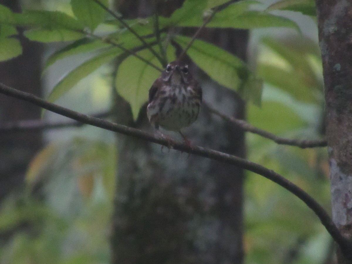 Louisiana Waterthrush - ML617658288