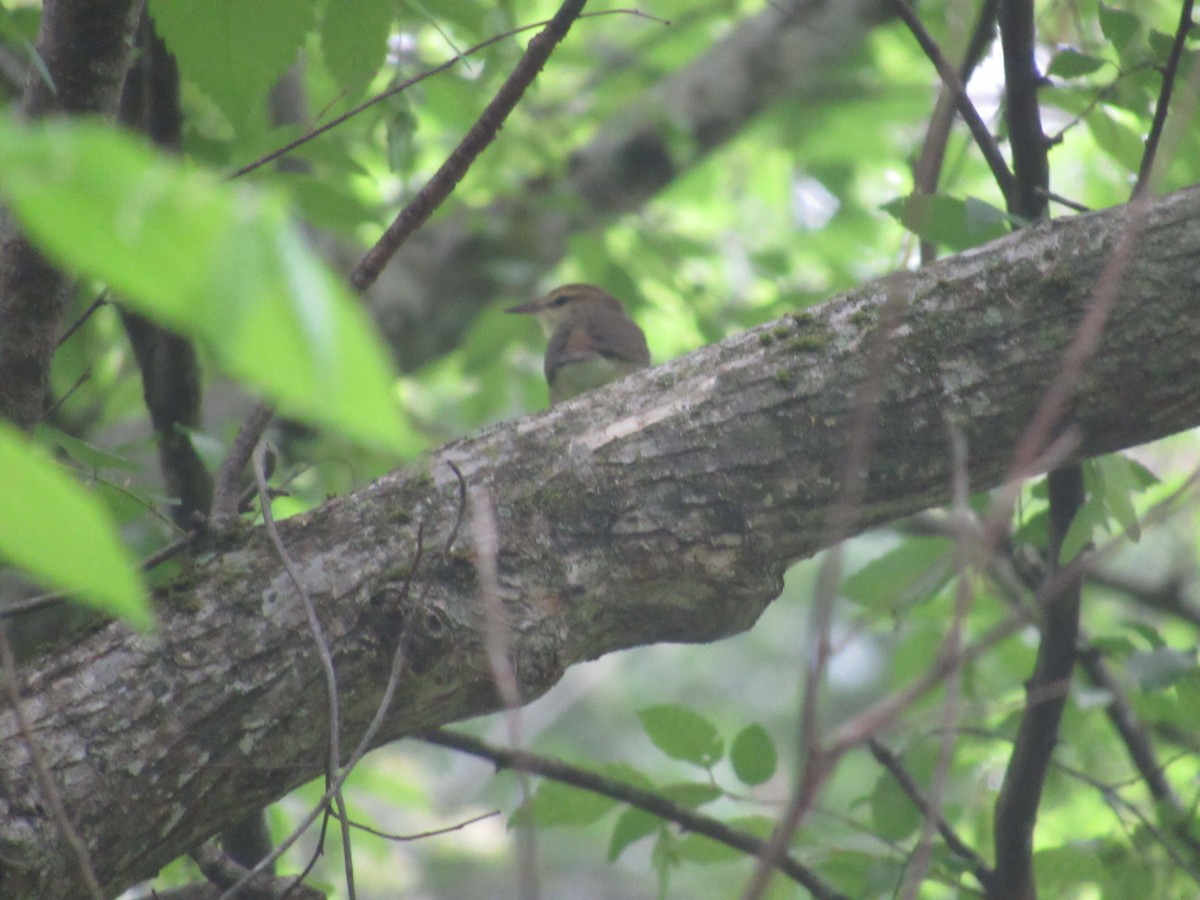 Swainson's Warbler - ML617658293