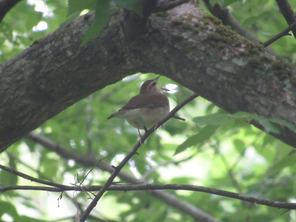 Swainson's Warbler - Caleb Bronsink