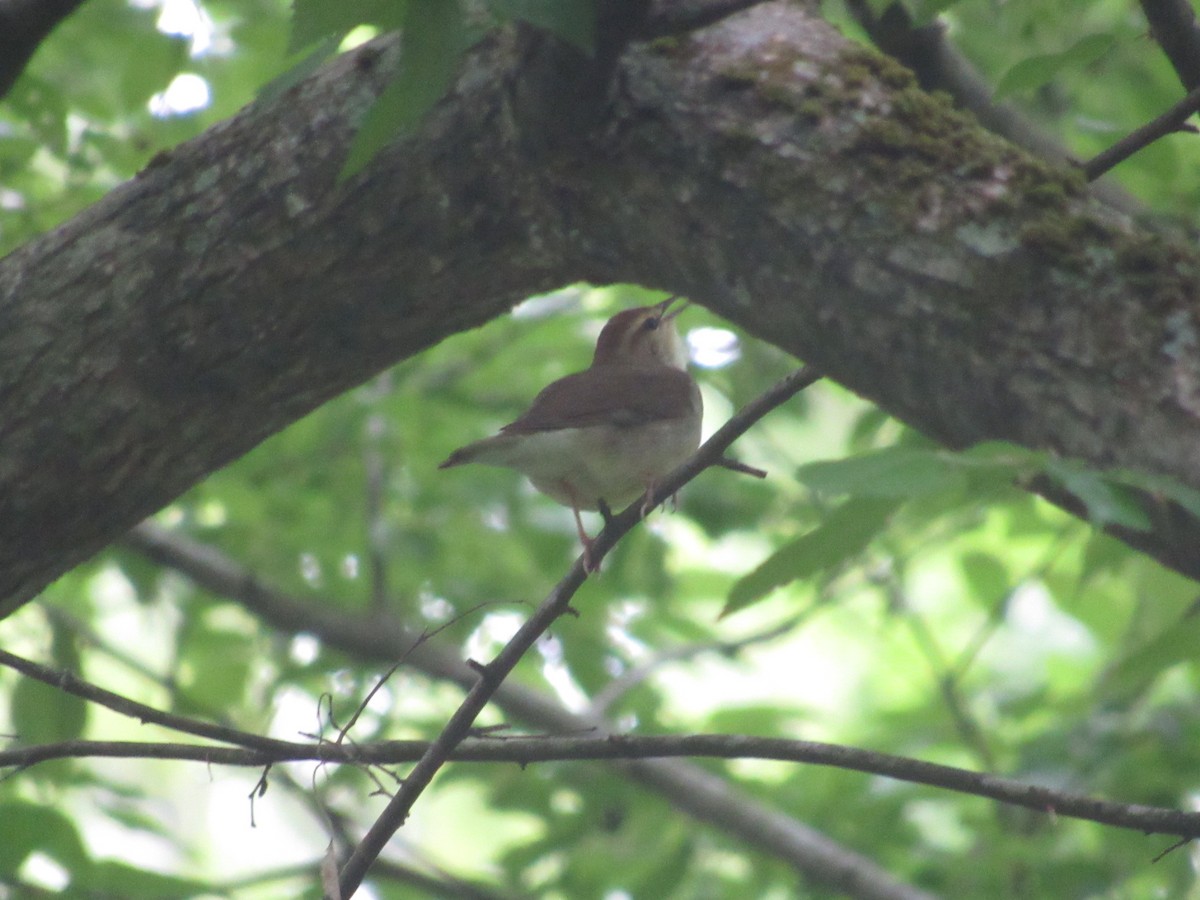 Swainson's Warbler - ML617658295