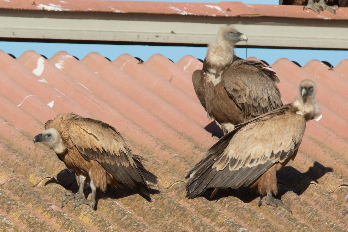 Eurasian Griffon - ML617658308