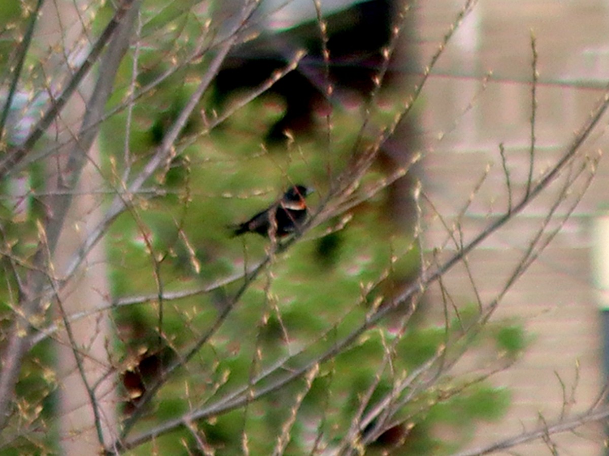 Red-winged Blackbird - Sherry Plessner