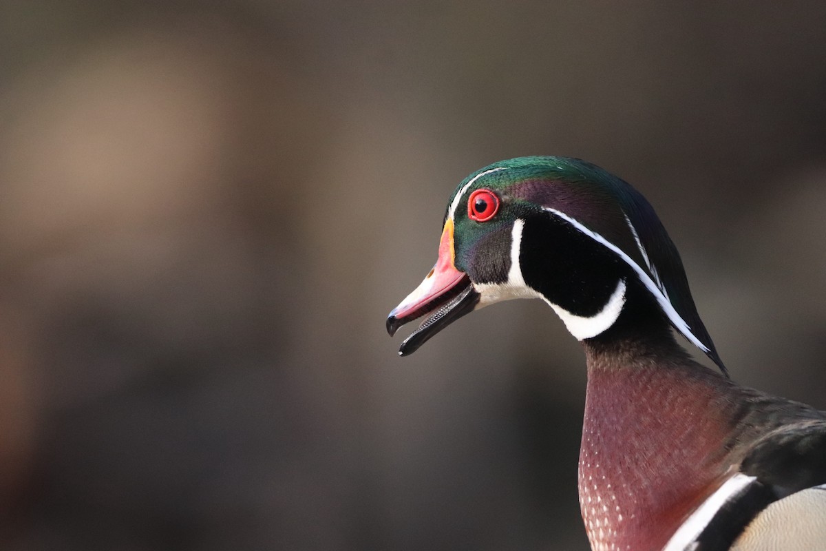 Wood Duck - David Trochanowski