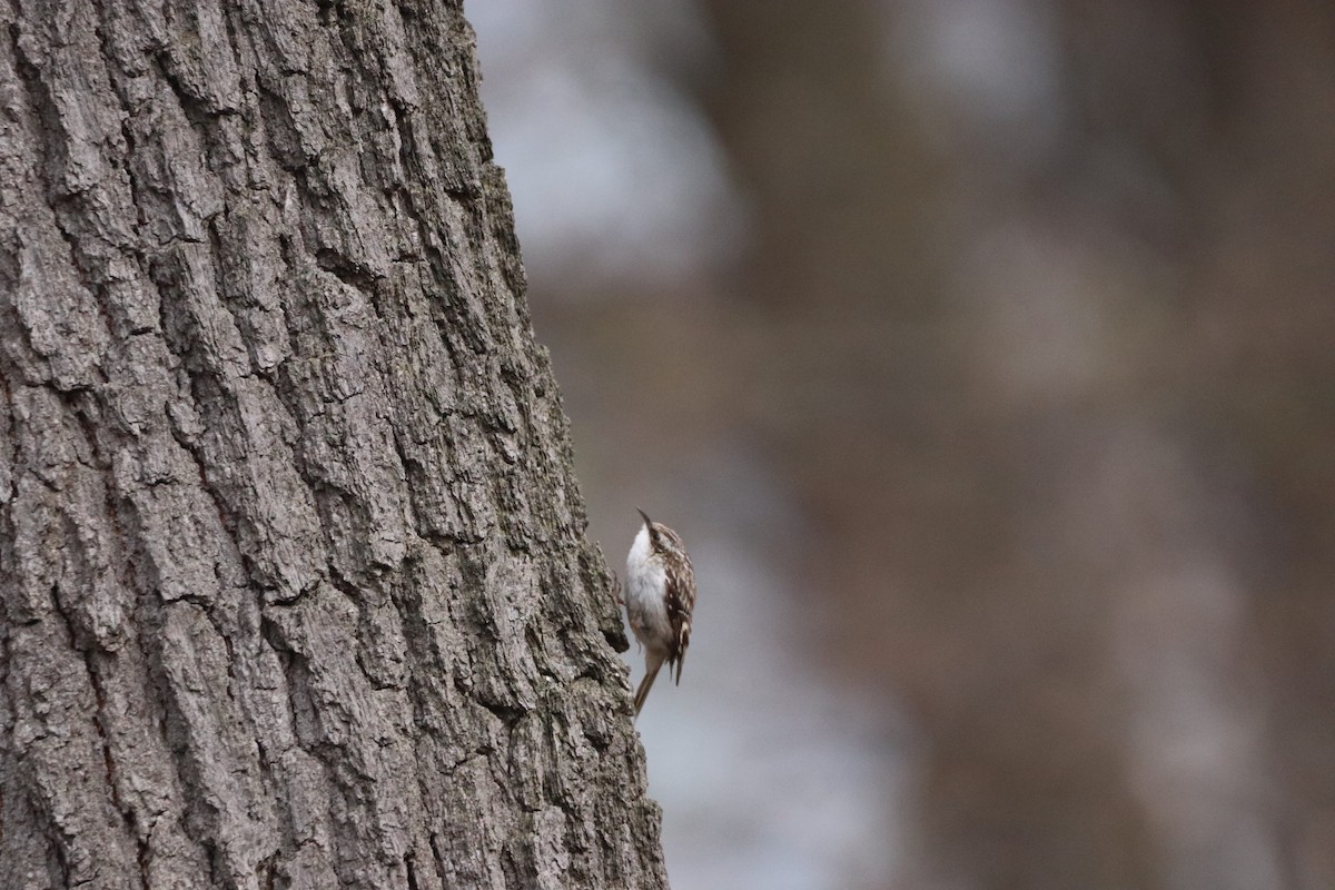 Brown Creeper - ML617658339