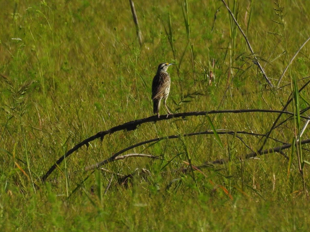 Eastern Meadowlark - ML617658379